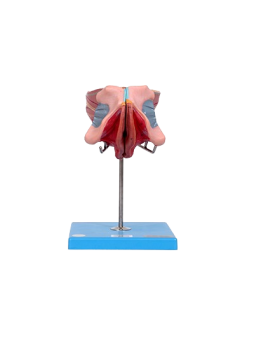 FEMALE GENITAL ORGANS 